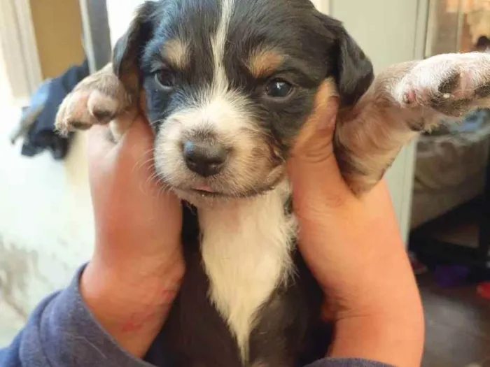 Cachorro ra a Sem raça definida  idade Abaixo de 2 meses nome Sem nome 