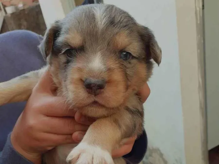 Cachorro ra a Sem raça definida  idade Abaixo de 2 meses nome Sem nome 