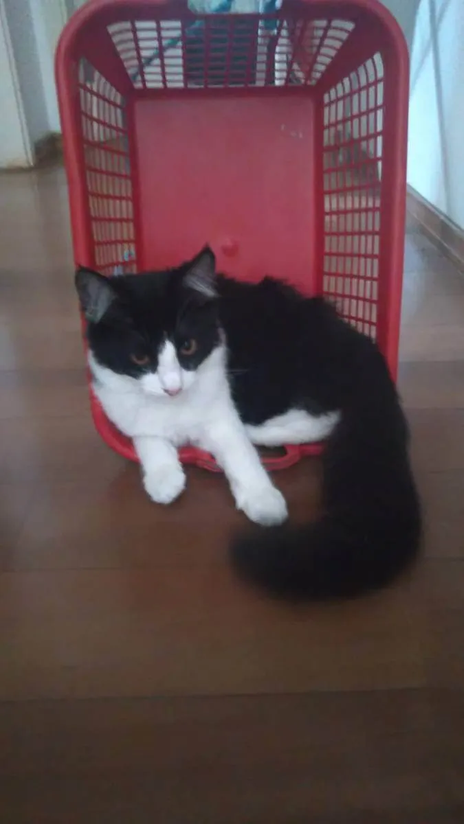 Gato raça Peludinho idade 2 a 6 meses nome Aladin