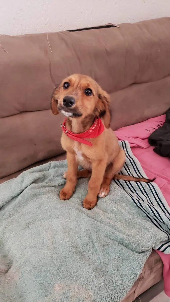 Cachorro ra a Srd idade 2 a 6 meses nome Pingo
