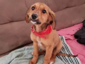 Cachorro raça Srd idade 2 a 6 meses nome Pingo