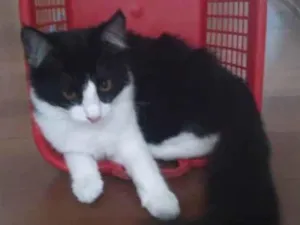 Gato raça Peludinho idade 2 a 6 meses nome Aladin