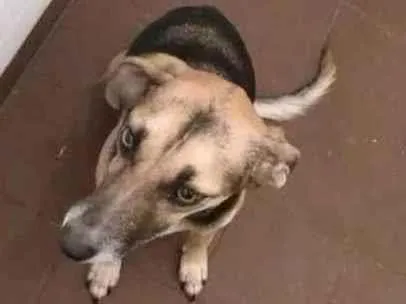 Cachorro ra a Viralata idade 6 ou mais anos nome Aika