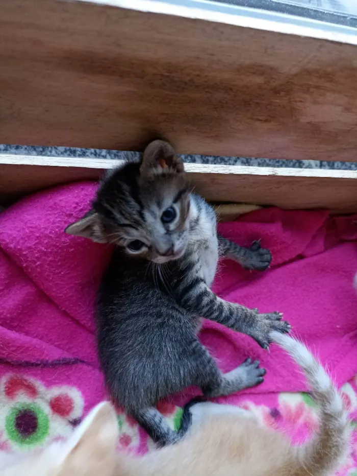 Gato ra a desconhecida idade Abaixo de 2 meses nome Filhote Gatinha