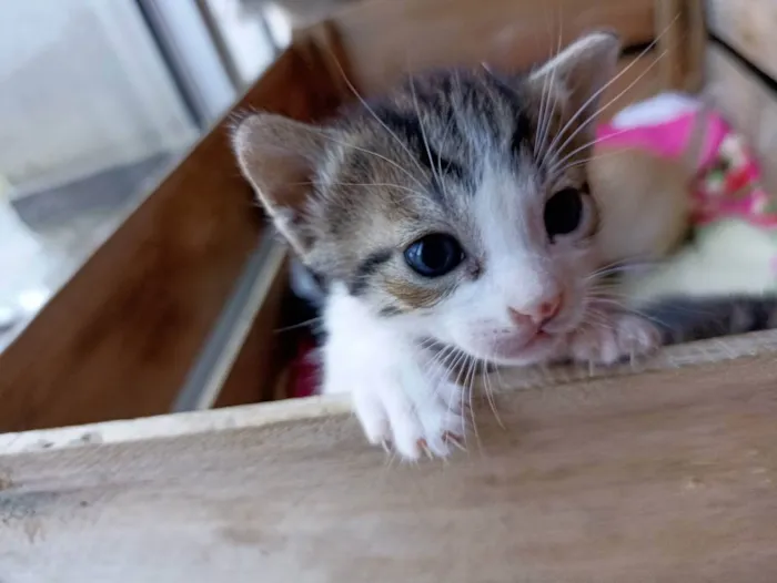 Gato ra a desconhecida idade Abaixo de 2 meses nome Filhote Gatinha