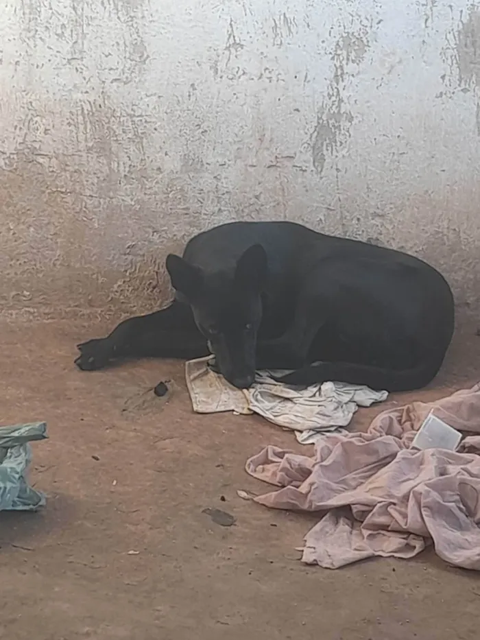 Cachorro ra a Mestiça pastor alemão  idade 1 ano nome Megui