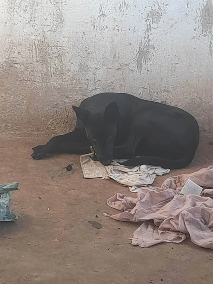 Cachorro ra a Mestiça pastor alemão  idade 1 ano nome Megui