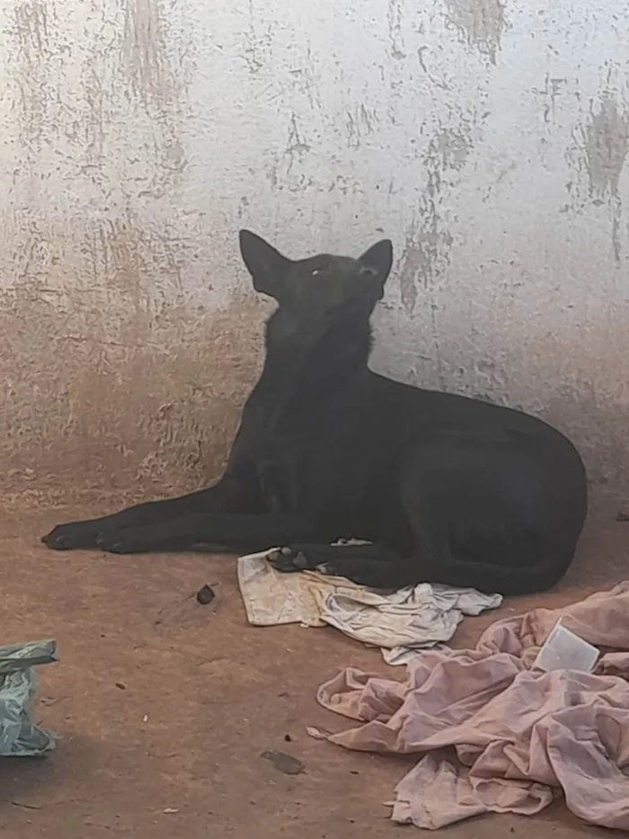 Cachorro ra a Mestiça pastor alemão  idade 1 ano nome Megui