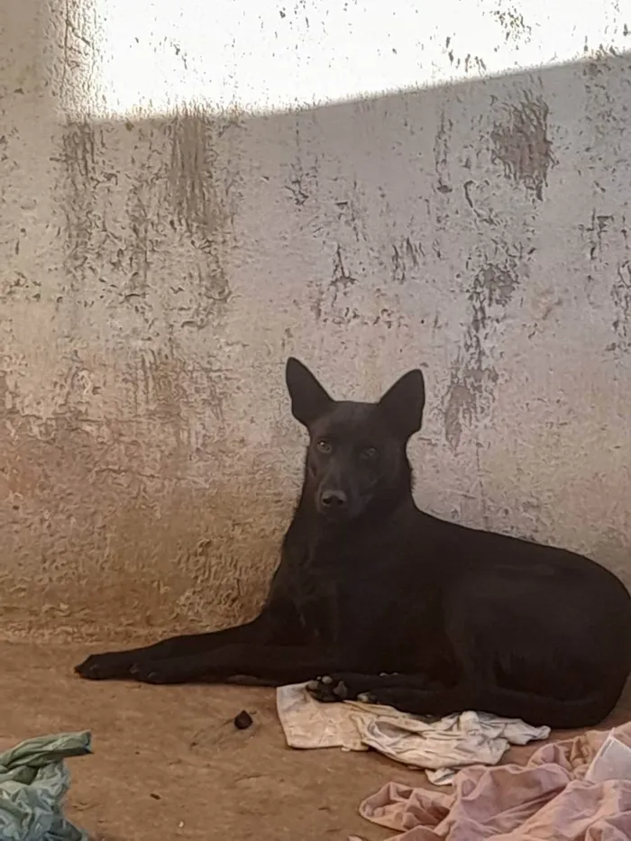 Cachorro ra a Mestiça pastor alemão  idade 1 ano nome Megui