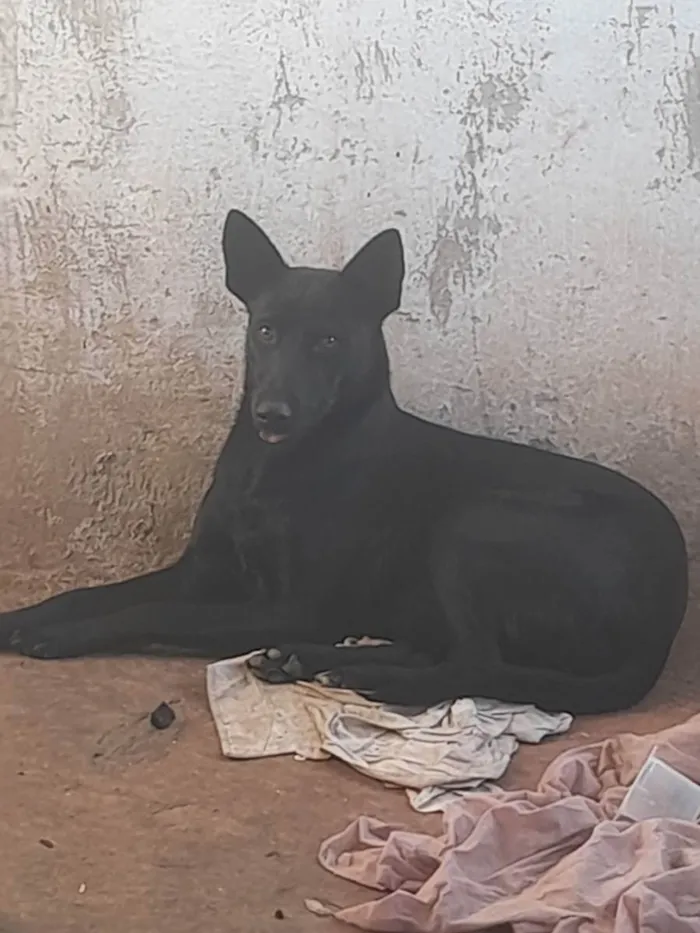 Cachorro ra a Mestiça pastor alemão  idade 1 ano nome Megui