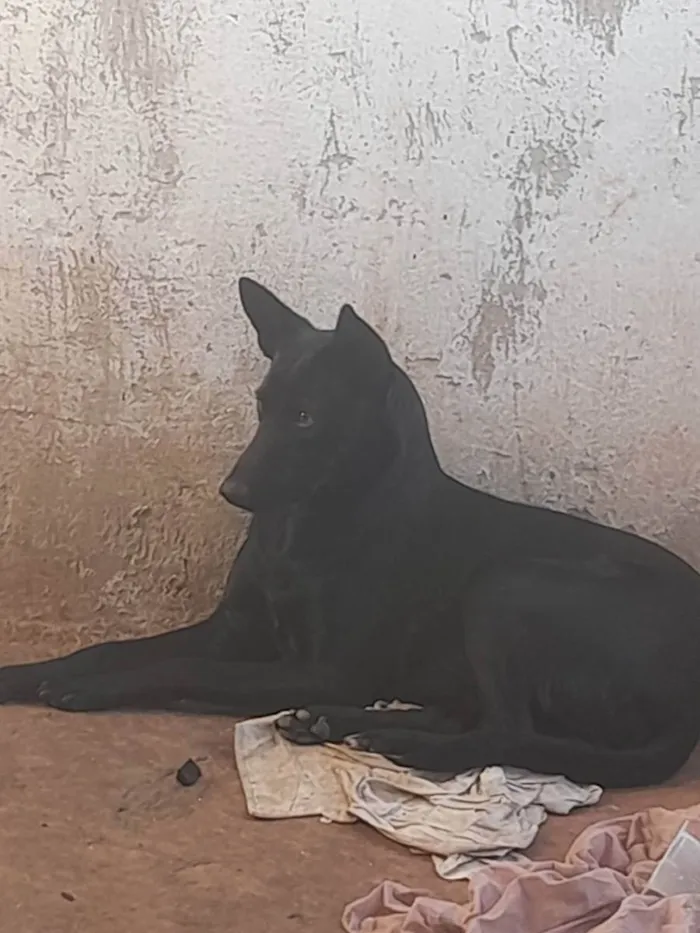 Cachorro ra a Mestiça pastor alemão  idade 1 ano nome Megui