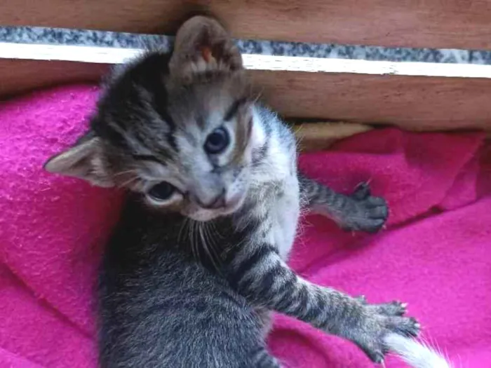 Gato ra a desconhecida idade Abaixo de 2 meses nome Filhote Gatinha