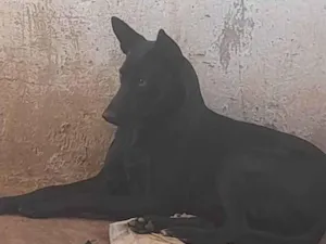 Cachorro raça Mestiça pastor alemão  idade 1 ano nome Megui