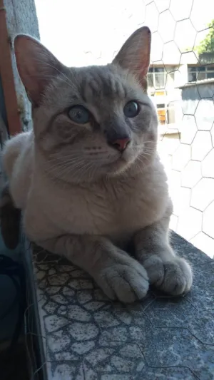 Gato raça pelo curto brasileiro idade 7 a 11 meses nome Júnior