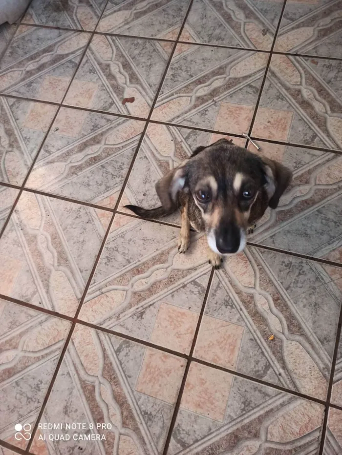 Cachorro raça  Viralata  idade 2 anos nome Dora 
