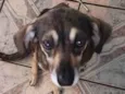 Dora 