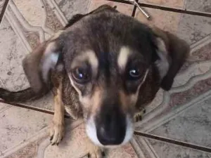 Cachorro raça  Viralata  idade 2 anos nome Dora 