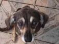 Dora 