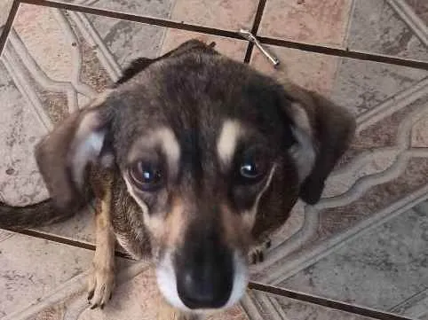 Cachorro raça  Viralata  idade 2 anos nome Dora 