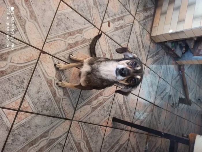 Cachorro raça  Viralata  idade 2 anos nome Dora 