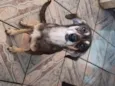 Dora 