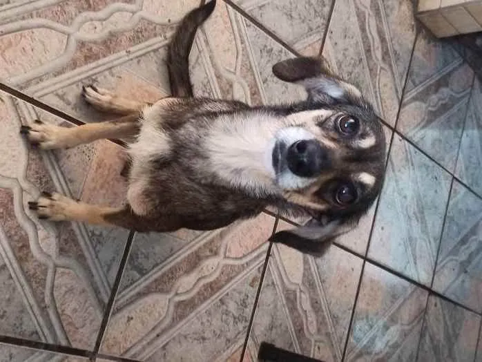 Cachorro raça  Viralata  idade 2 anos nome Dora 