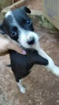 Cachorrinhos