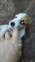 Cachorrinhos