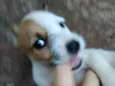 Cachorrinhos