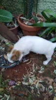 Cachorrinhos