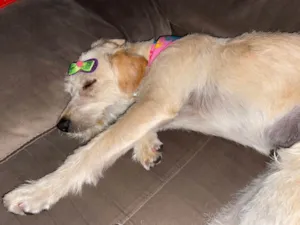 Cachorro raça SRD idade 1 ano nome Haika