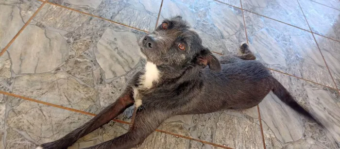 Cachorro ra a Não definida  idade 2 anos nome Melissa