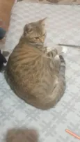 Manhosa