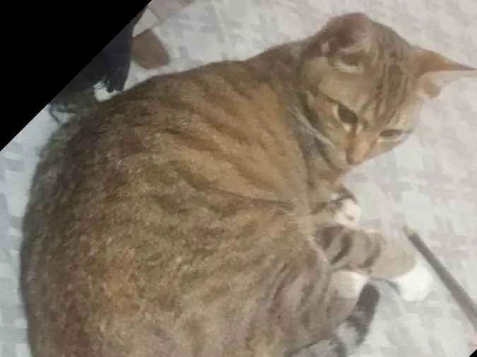 Gato ra a Viralata  idade 7 a 11 meses nome Manhosa 