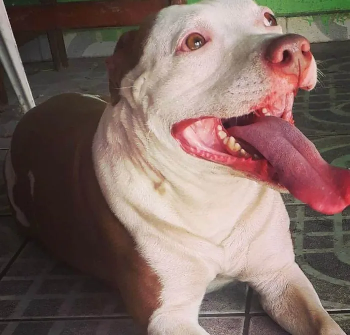 Cachorro ra a Pitt bull idade 4 anos nome Iron