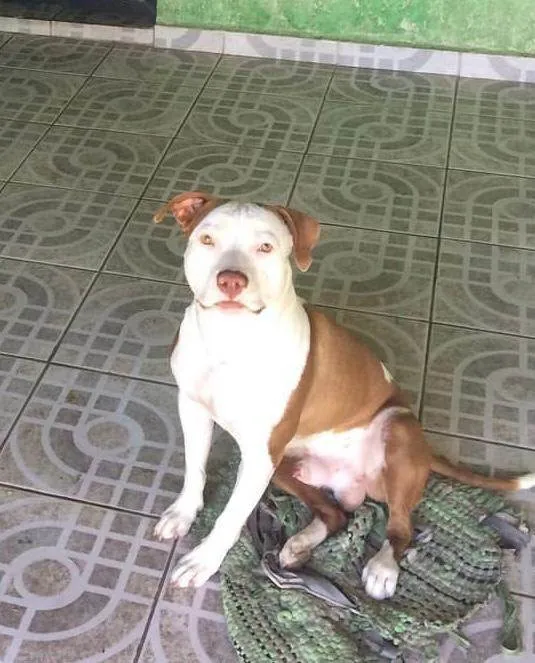 Cachorro ra a Pitt bull idade 4 anos nome Iron