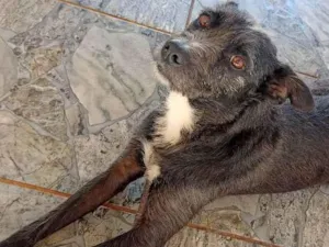 Cachorro raça Não definida  idade 2 anos nome Melissa