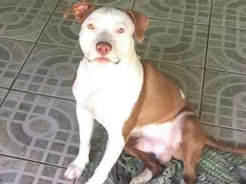 Cachorro ra a Pitt bull idade 4 anos nome Iron