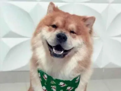 Cachorro raça Chow Chow idade 6 ou mais anos nome Aslam