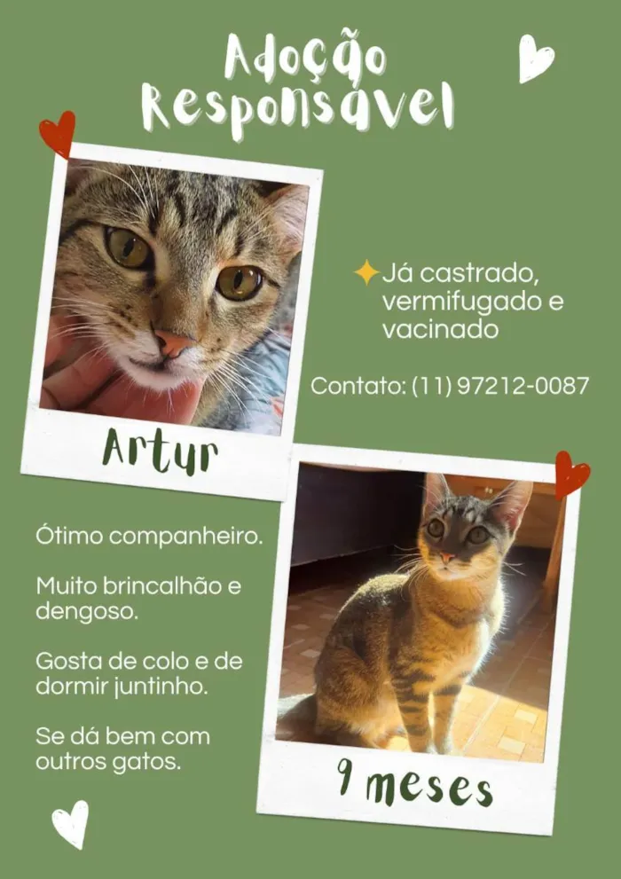 Gato ra a SRD idade 7 a 11 meses nome Morgana e Artur