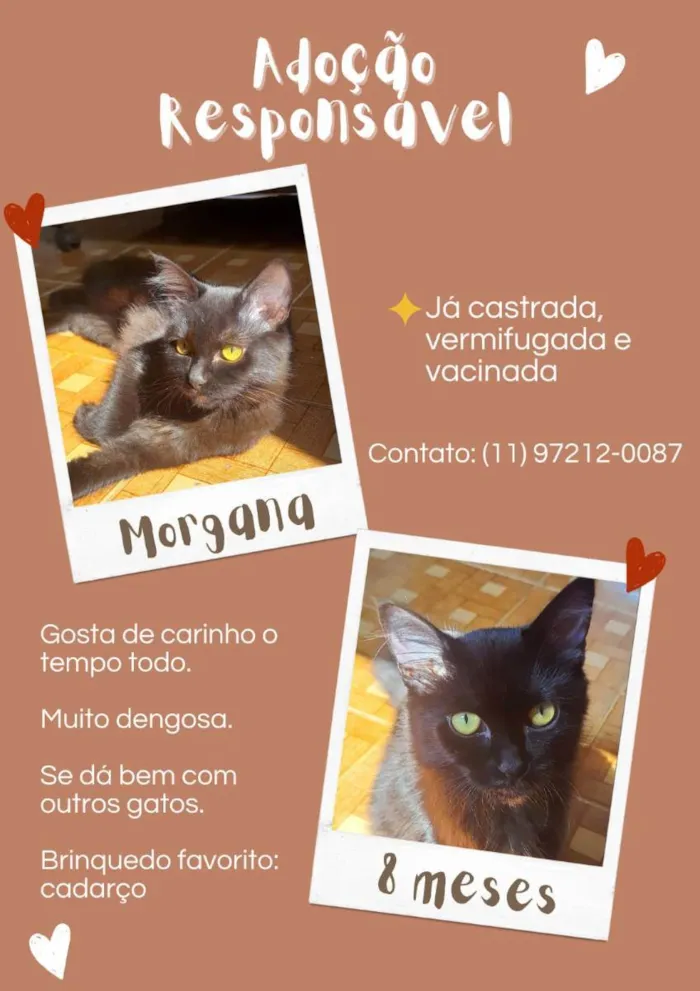 Gato ra a SRD idade 7 a 11 meses nome Morgana e Artur