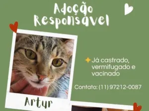 Gato raça SRD idade 7 a 11 meses nome Morgana e Artur