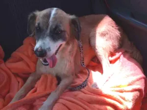 Cachorro raça Srd idade 1 ano nome Ralf