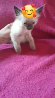 Chico