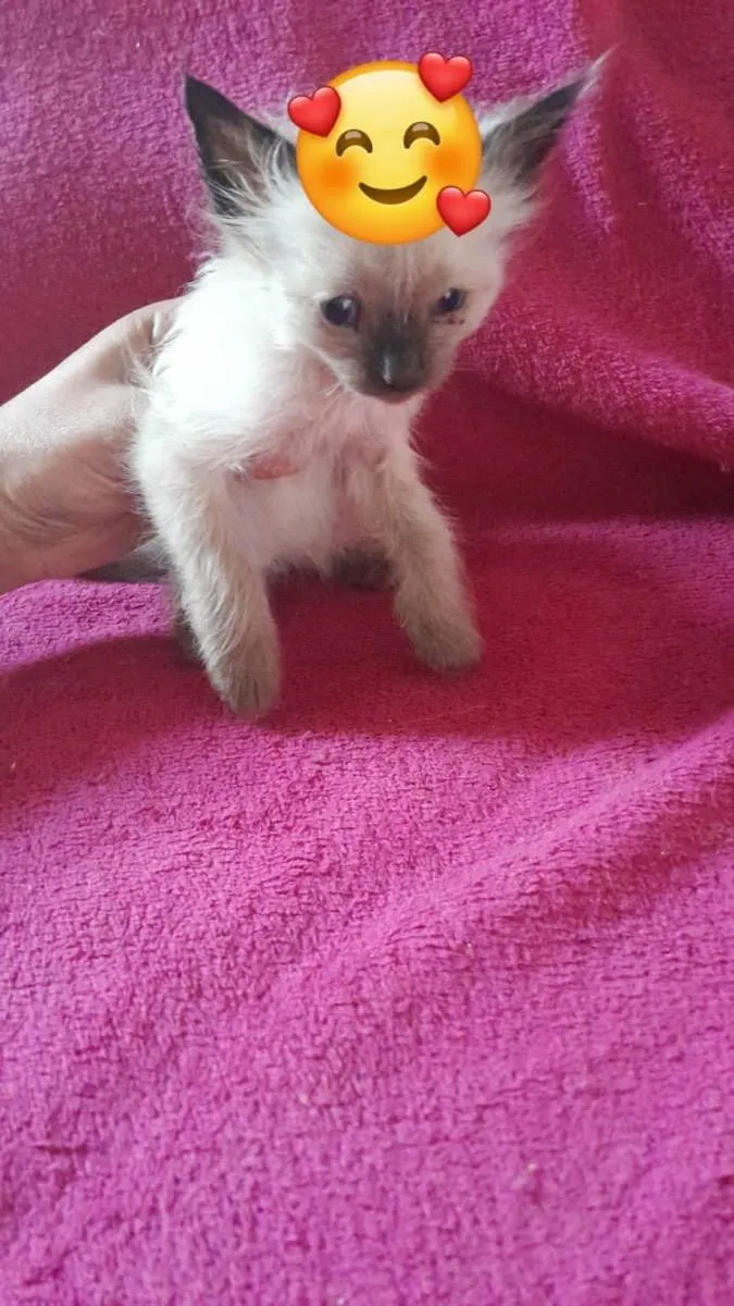 Gato ra a Siamês  idade Abaixo de 2 meses nome Chico