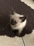 Chico