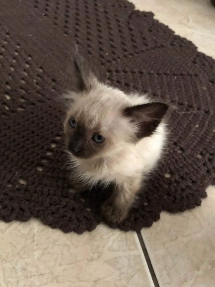 Gato ra a Siamês  idade Abaixo de 2 meses nome Chico
