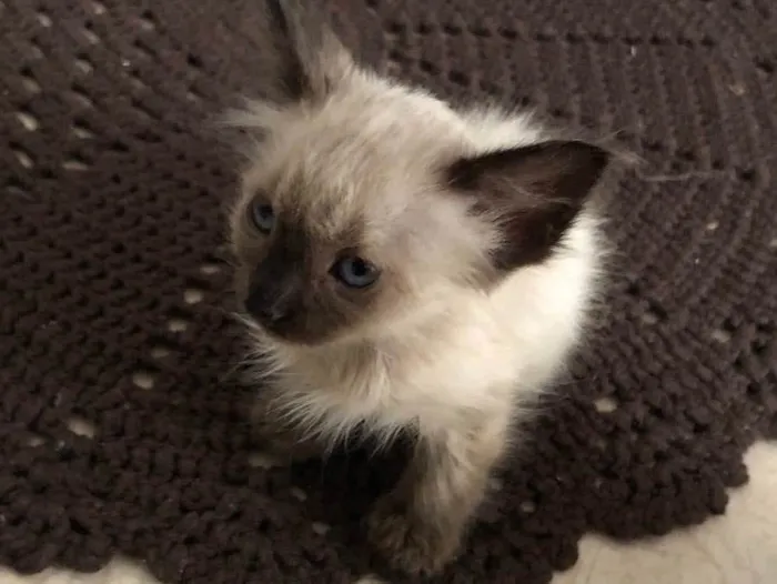 Gato ra a Siamês  idade Abaixo de 2 meses nome Chico