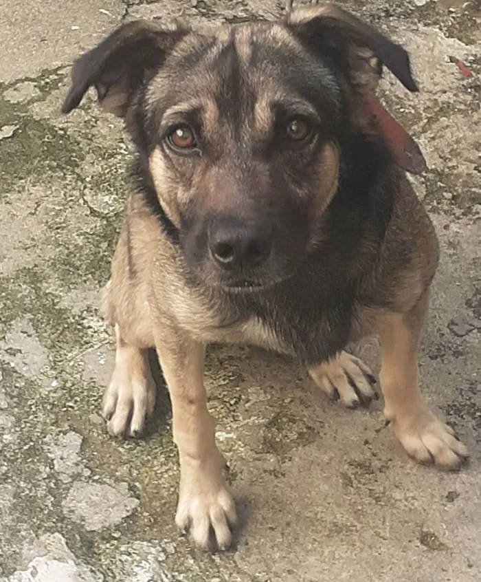 Cachorro raça Vira lata idade 2 anos nome Thedy Marley