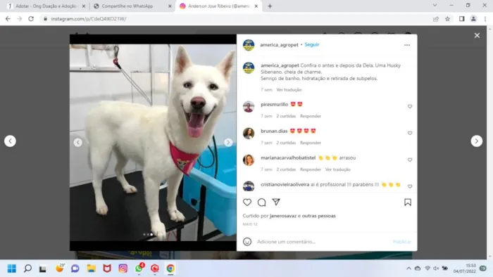 Cachorro ra a Husky  Siberiano idade 3 anos nome Bella